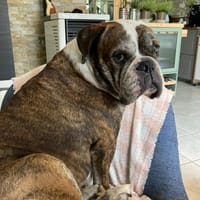 Oggy, chien à adopter