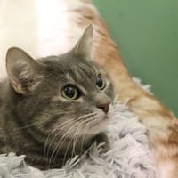 Chipie, chatte à adopter