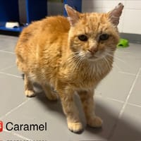 Kool, chat à adopter