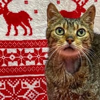 SPIKE, chat à adopter