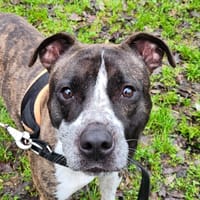 JOEY, chien à adopter