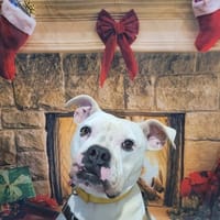 TAHO, chien à adopter