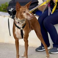 JIMBO (Maria), chien à adopter