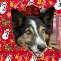 ODIN (Maria), chien à adopter