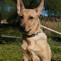 RIGO (Maria), chien à adopter