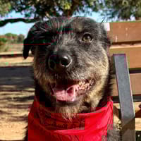 ROCCO (Martina), chien à adopter