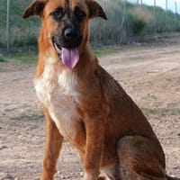 VANINA (Maria), chienne à adopter