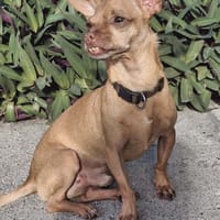 Super COCO !, chien à adopter