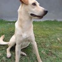 Mr BUDY, chien à adopter