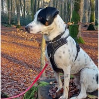 Vador l'adorable petit guerrier tripatte, chien à adopter