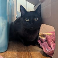 sabah, chatte à adopter