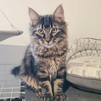 Duchesse, chatte à adopter