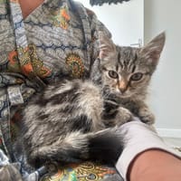 marlei, chat à adopter