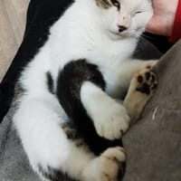 Dofi, chat à adopter