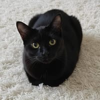 PIMLOW, chat à adopter