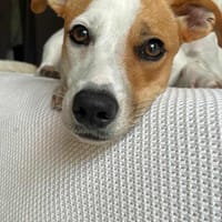 Aby la petite Chipie, chienne à adopter