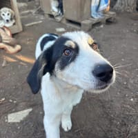 woo, chien à adopter