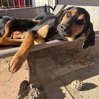 lalo, chien à adopter