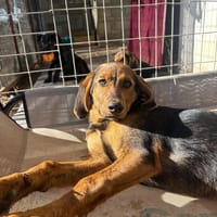 thais, chienne à adopter