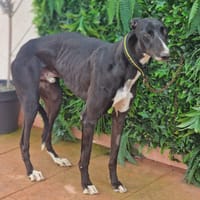 PALERMO, chien à adopter