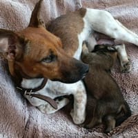 Aya la câline, chienne à adopter