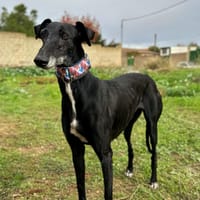 AFRICANA, chienne à adopter