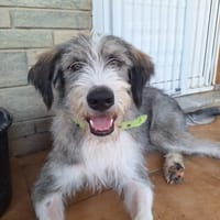 Ra, chien à adopter