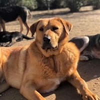 Zeus, chien à adopter