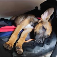 Tanina la complice des chats, chienne à adopter