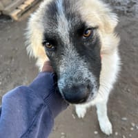 Tanguy, chien à adopter