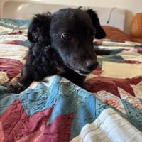 Hickie, chien à adopter