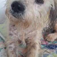 MAYA la petite bichonne, chienne à adopter