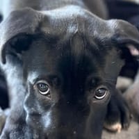 Vic, chienne à adopter