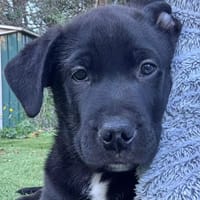 Winnie, chien à adopter