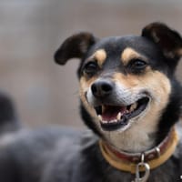 Jasper, pies do adopcji