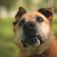 Burbon, pies do adopcji