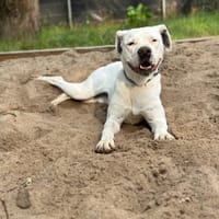 Miła, suczka do adopcji