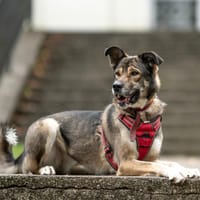 Hilda, suczka do adopcji