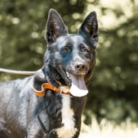 Draka, suczka do adopcji