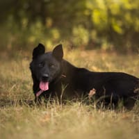 Bunio, pies do adopcji