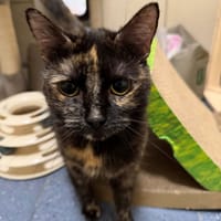 Kitty, kotka do adopcji