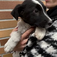 Eklerka, suczka do adopcji