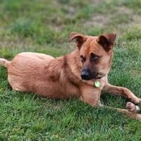 Chica sucht ein Zuhause, Hündin zur Adoption