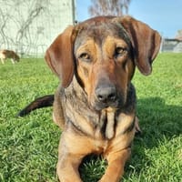 Mireille - Zauberhafte Hundedame, Hündin zur Adoption