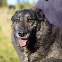 Lieber großer Opa Chico sucht DICH, Hund zur Adoption