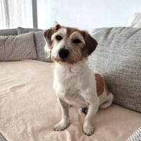 VICO - sucht Terrier erfahrenes Zuhause, Hund zur Adoption