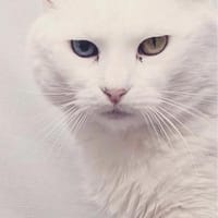 Geschwister Frieda und Mona, Katze zur Adoption