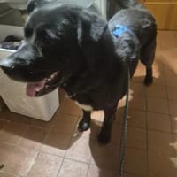 Tim ❤ ein echt gechillter Kollege, Hund zur Adoption