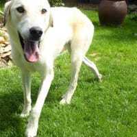 Mezzo, ein Schatz sucht das große Glück!, Hund zur Adoption