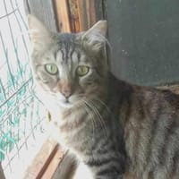 TOPRAK & CAKIR - suchen dringend......, Kater zur Adoption